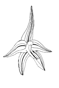  line drawing of an Eria stellata flower - logo for Eria Designs drawing